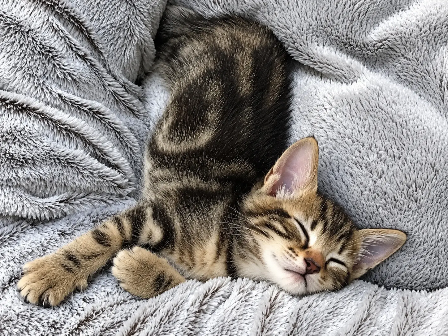 Chat endormi dans une couverture grise à domicile